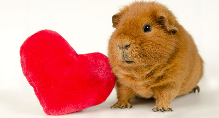 Rex Guinea Pig - The Teddy Cavy’s Great British Rival