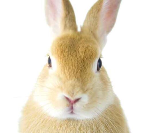 why does my rabbit stare at me