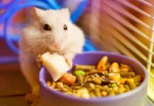 how long can a hamster go without food