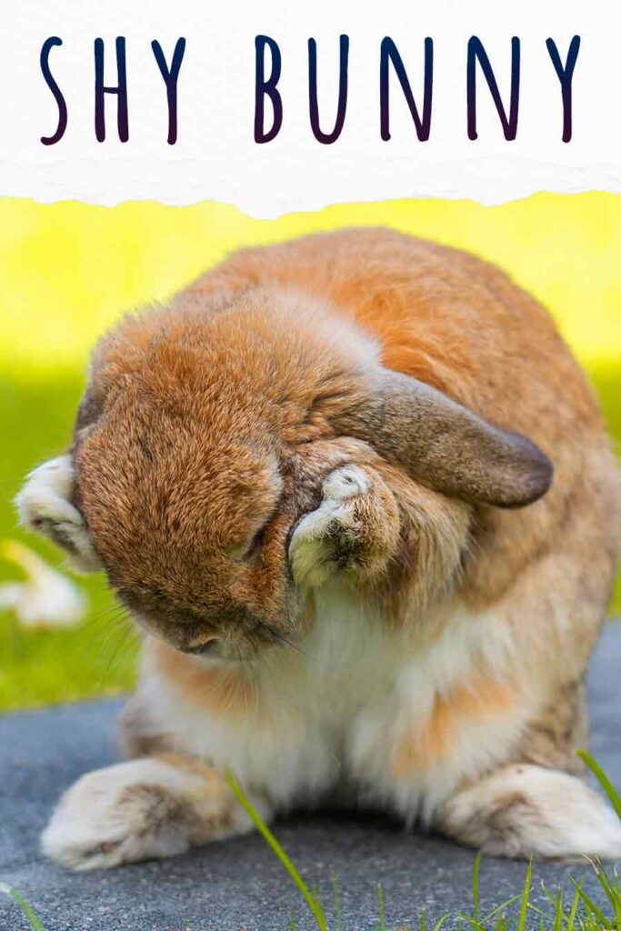 shy bunny