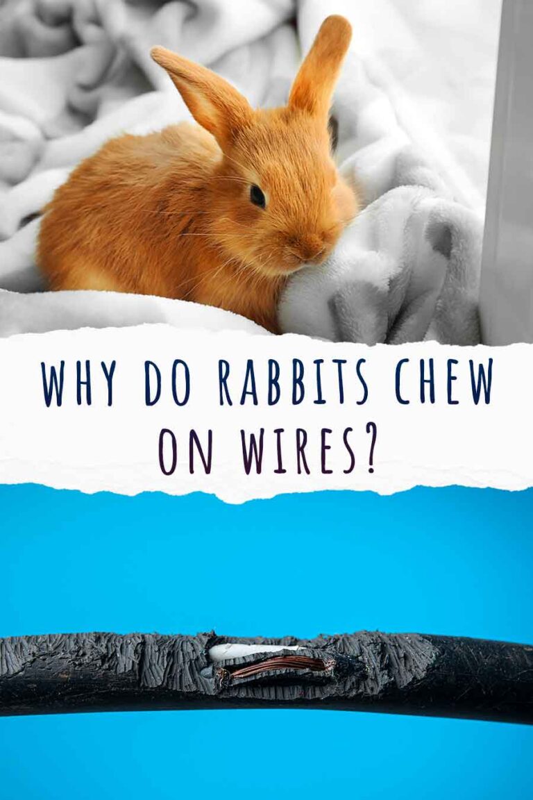 Why Do Rabbits Chew On Wires? How To Redirect Destructive Chewing