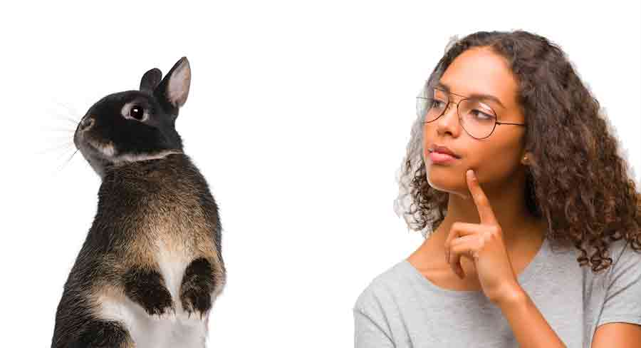 Rabbit Standing on Hind Legs Meaning 