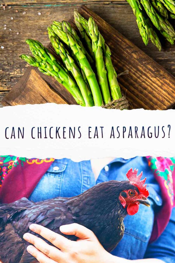 can chickens eat asparagus?