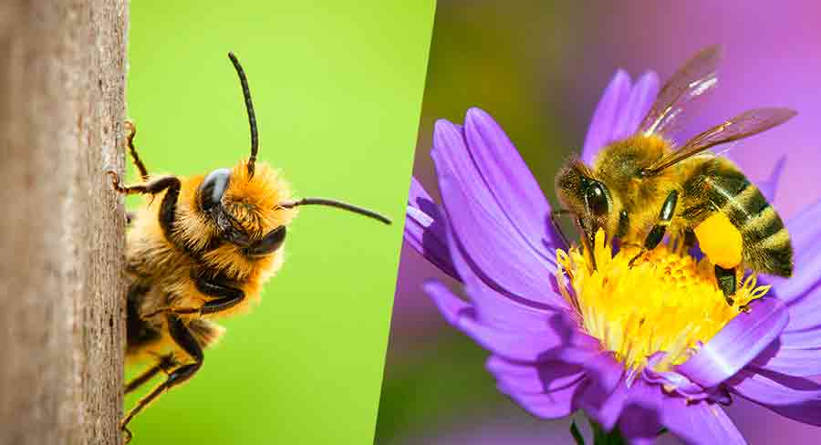 252 Brilliant Bee Names for Honey, Bumble and Queen Bees
