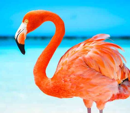 flamingo names