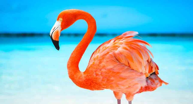 266 Fabulously Flamboyant Flamingo Names for Birds and Toys!