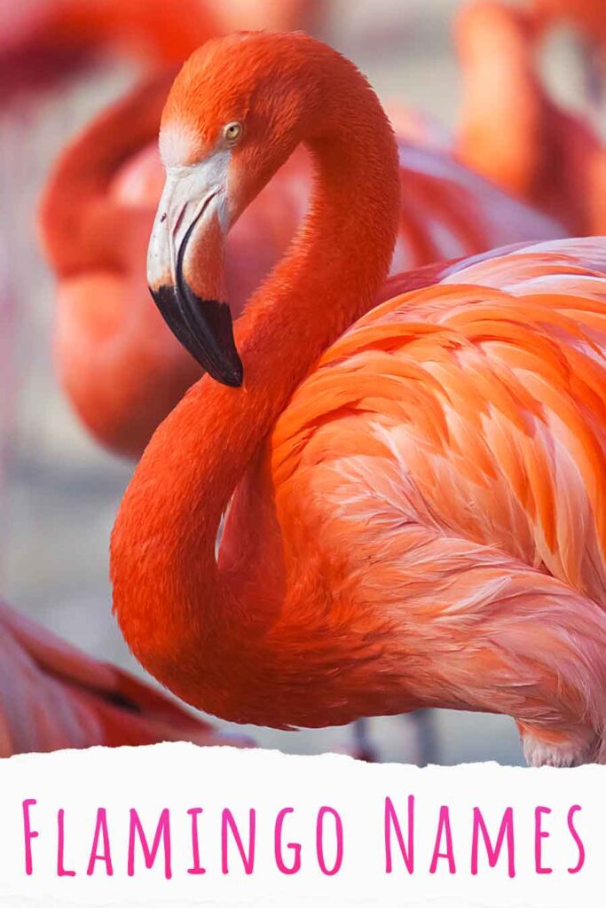 flamingo names