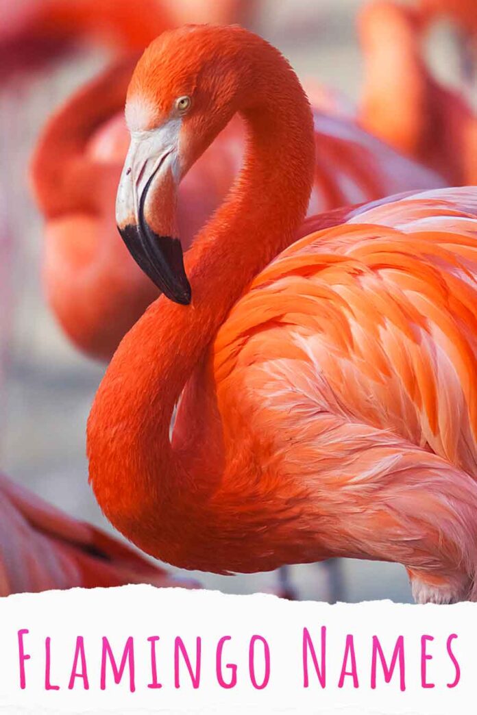 266 Fabulously Flamboyant Flamingo Names for Birds and Toys!