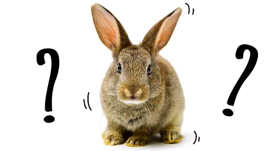 Why Does My Rabbit Shake And Tremble? 