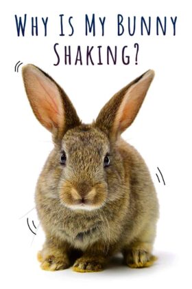 Why Is My Bunny Shaking? When To Be Concerned About Rabbit Shaking