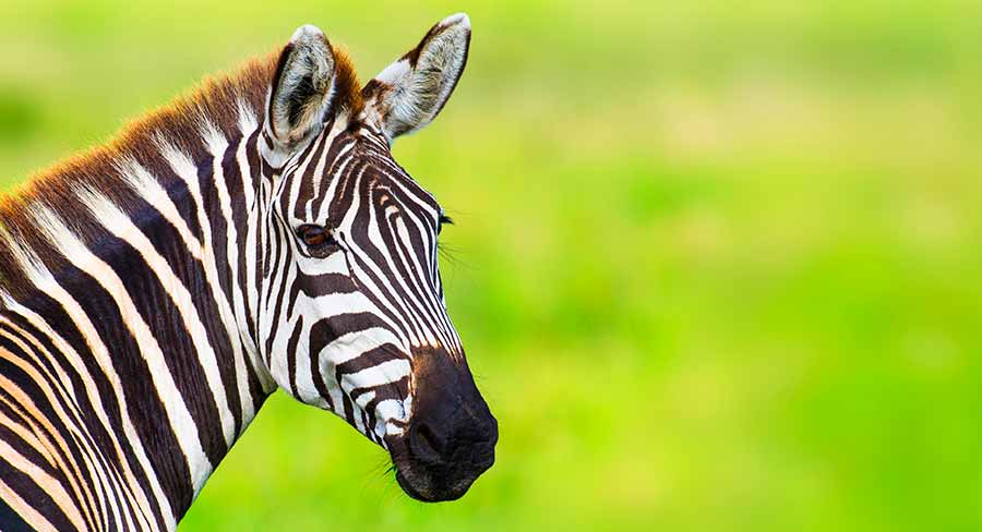 goofy zebra