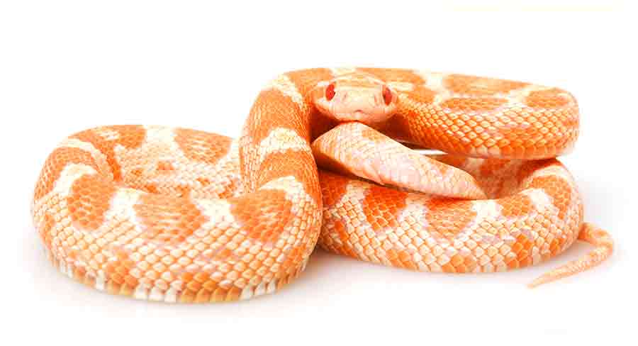 corn snake morphs guide