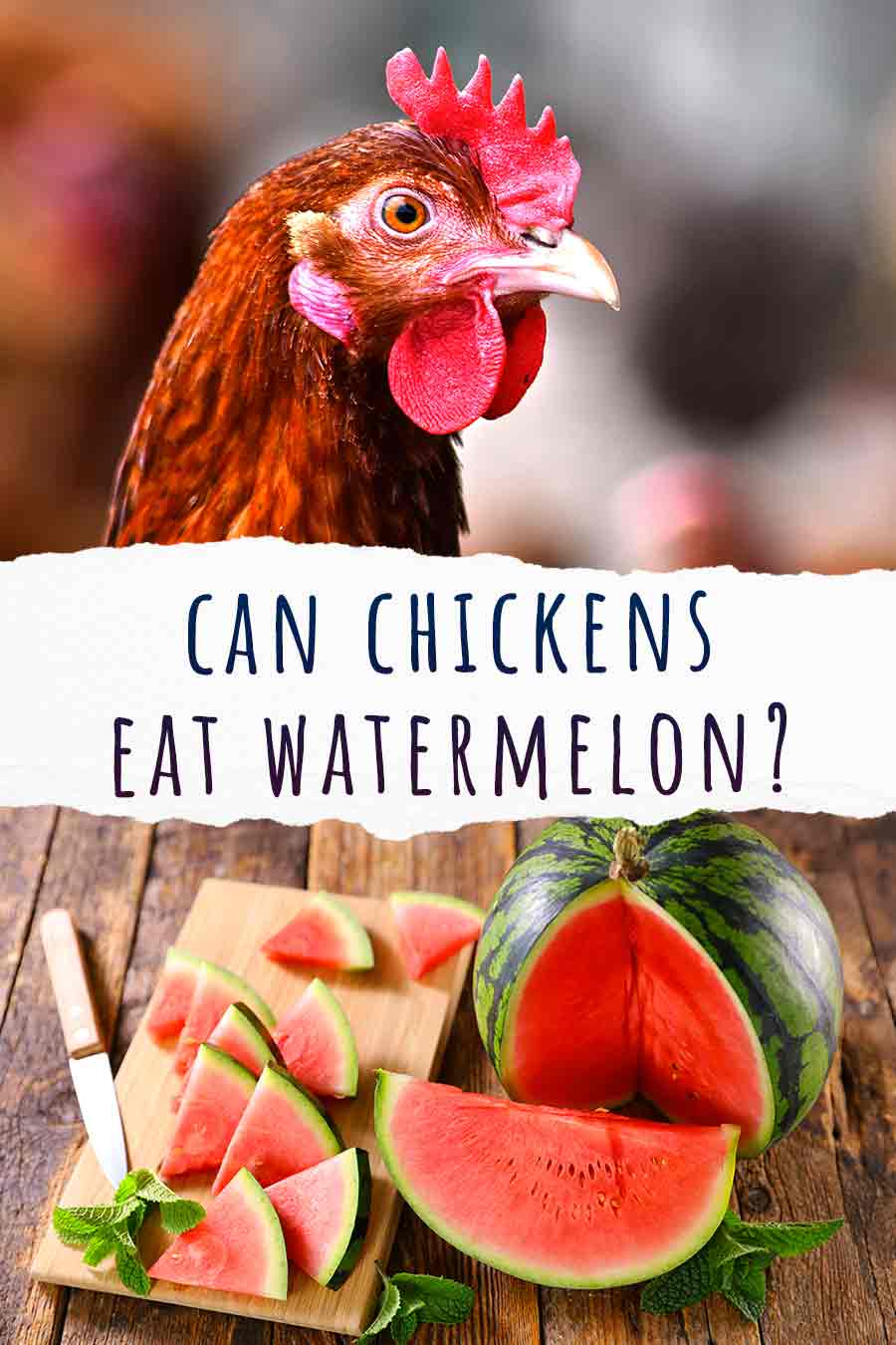 Can Chickens Eat Watermelon A Guide To Watermelon For Chickens 5020