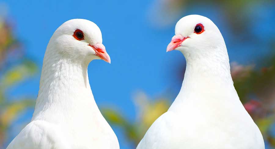 white dove birds