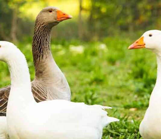 three geese -goose names