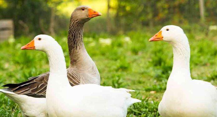 three geese -goose names