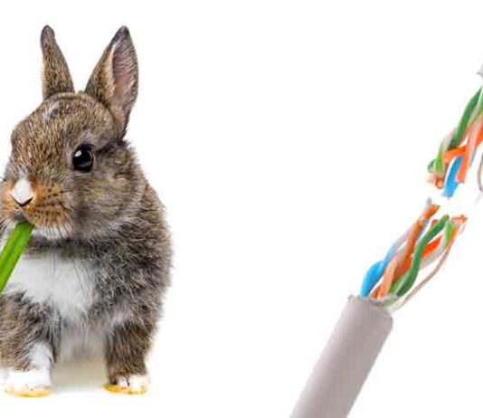 why do rabbits chew on wires