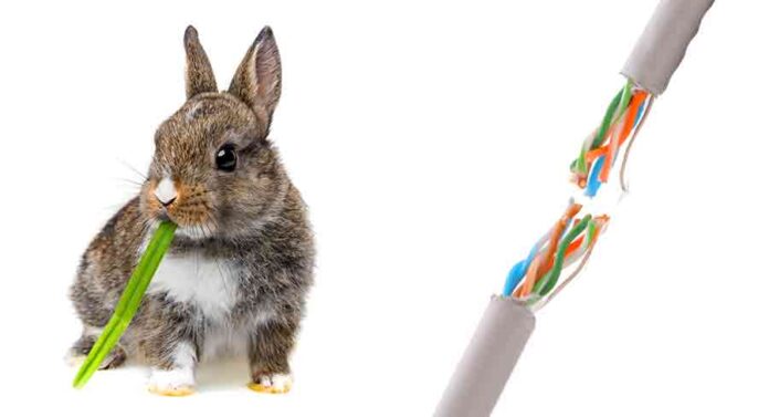 why do rabbits chew on wires