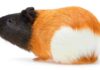 do guinea pigs have tails
