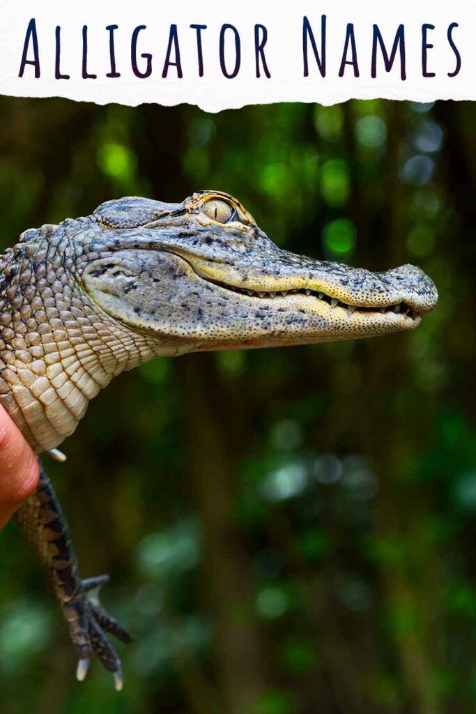 alligator names