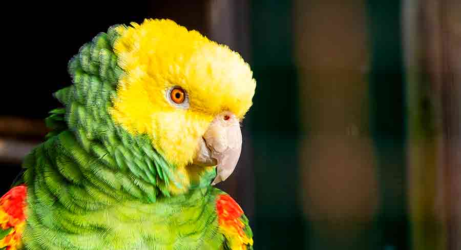 Amazon Parrot