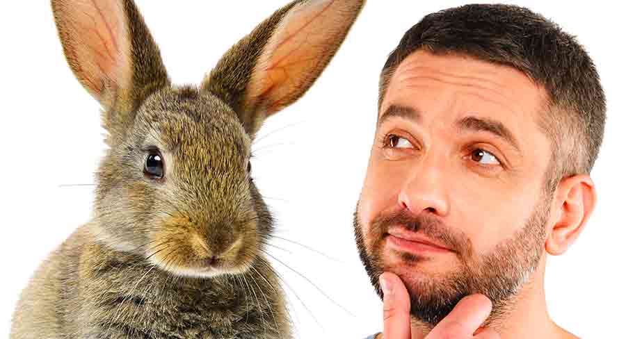 Can You Keep A Wild Rabbit As A Pet, Or Is It A Bad Idea?