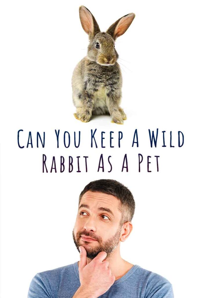 can you keep a wild rabbit as a pet