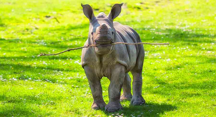 Rhino Names - Nearly 200 Excellent Names For Rhinoceroses