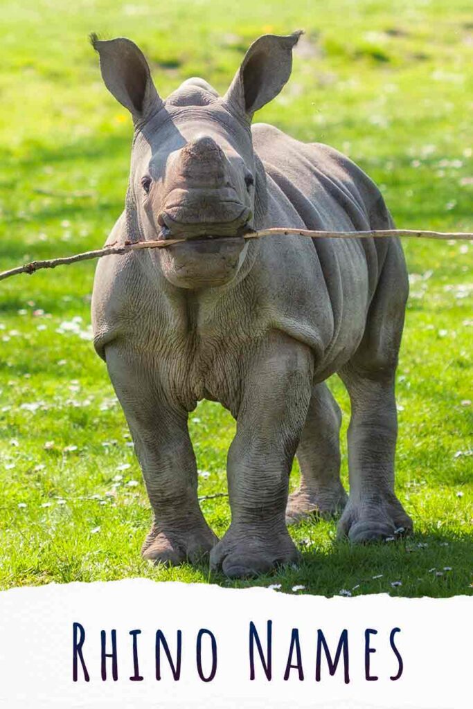 Rhino Names - Nearly 200 Excellent Names For Rhinoceroses