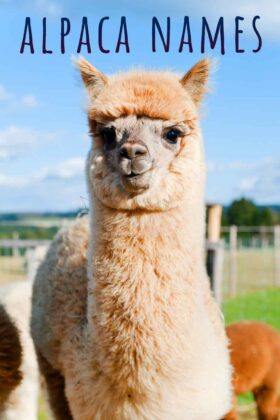 Alpaca Names - 250 Name Ideas That Will Suit Your Alpaca