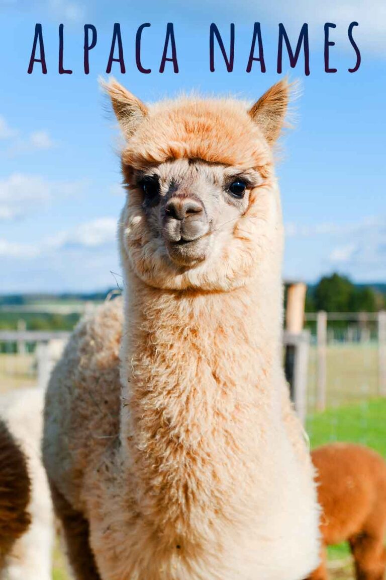 Alpaca Names 250 Name Ideas That Will Suit Your Alpaca