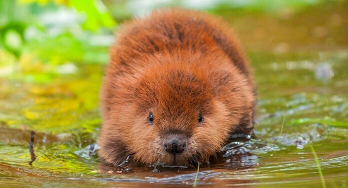 cute beaver names