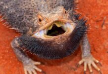 bearded dragon with mouth open showing teeth and black beard