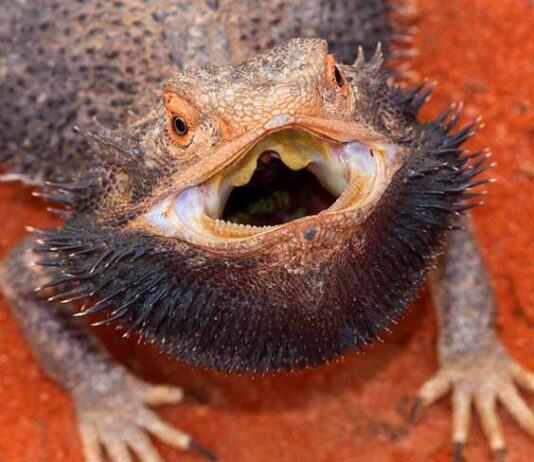 bearded dragon with mouth open showing teeth and black beard