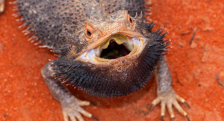 bearded dragons teeth