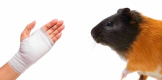 guinea pig biting a hand that is bandaged