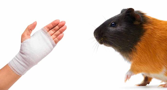 guinea pig biting a hand that is bandaged