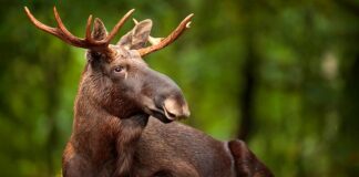 moose names