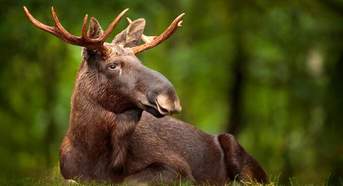 moose names