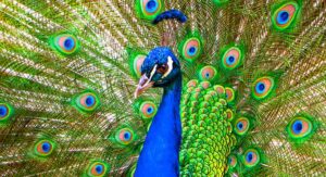 122 Perfect Peacock Names for your Beautiful Birds