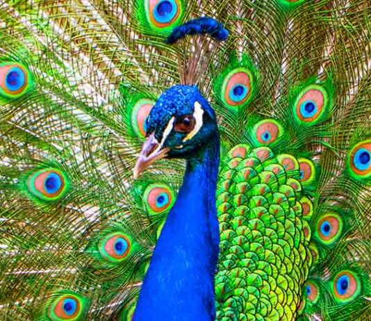 male peacock with his tail open in a display to a peahen