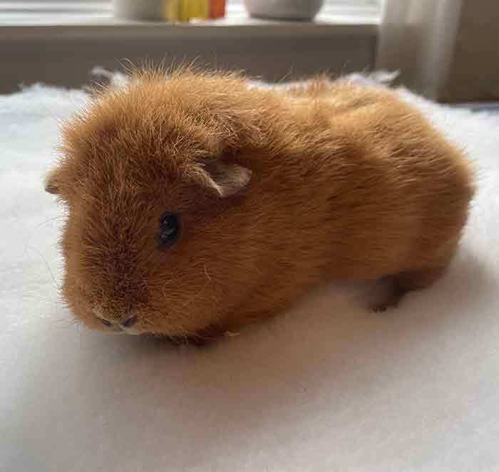 do guinea pigs have tails