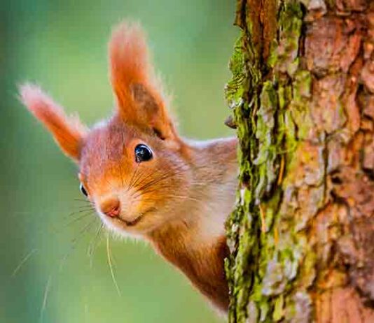 red squirrel climbing a tree