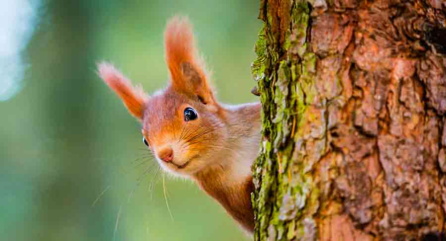 squirrel boy character names