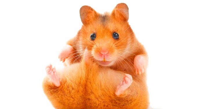 hamster with a tail