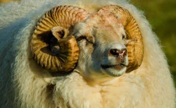 sheep with horns