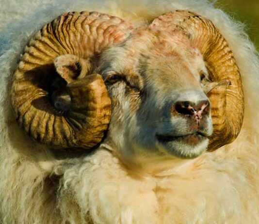 sheep with horns