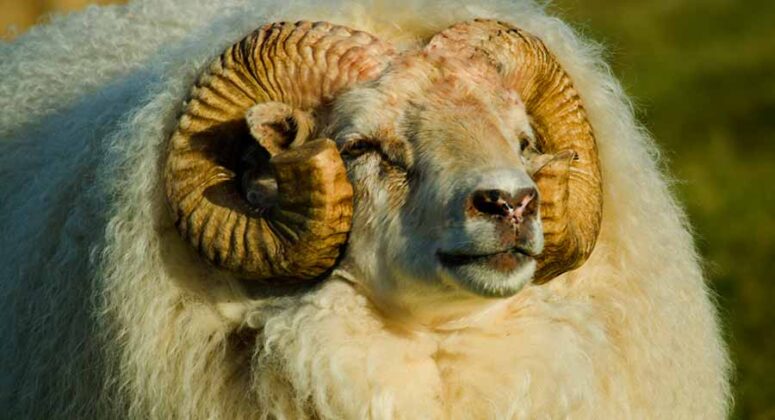 Do Sheep Have Horns Looking At Rams Ewes And Lambs