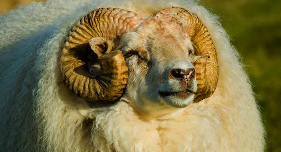 Do Sheep Have Horns SN Long 