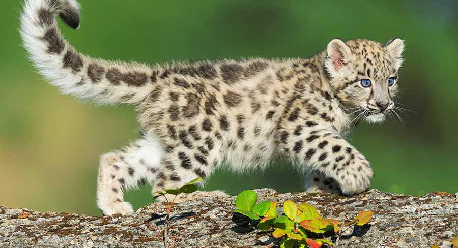 Snow Leopard Female Names